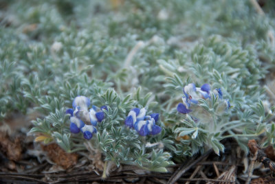 Chap. 8-23, Lupinus breweri var. bryoides