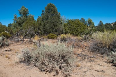 Chap. 7 Pt. II-2, Pinyon Juniper