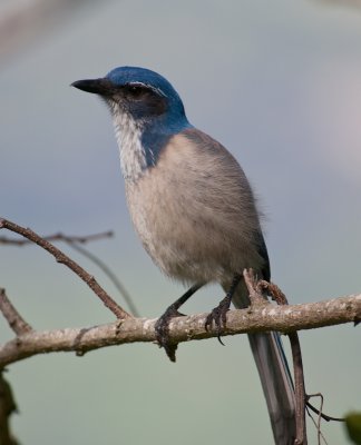 Chap. 7-22, Scrub Jay