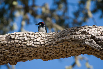 Acorn-Woodpecker.jpg