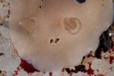 Rhinopores of Spotted Nudibranch