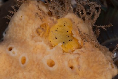 Monterey-Dorid-eating-sponge.jpg
