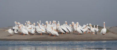 White Pelicans-2