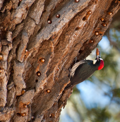 Chap. 7-21, (Valley Oak) Acorn Woodpecker