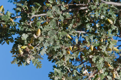 oak-woodland-8.jpg