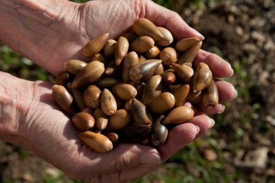 live oak acorns-2.jpg