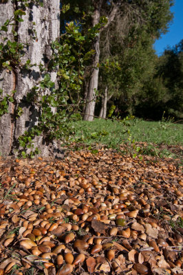 live oak acorns-3.jpg