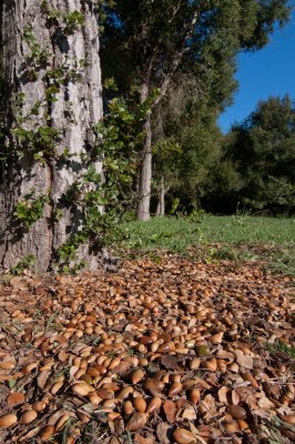 live oak acorns-4.jpg
