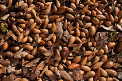 live oak acorns-8.jpg