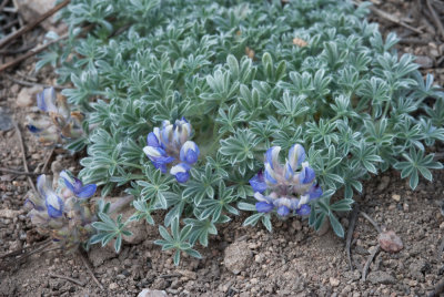 Brewers-Lupine-1.jpg