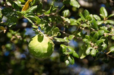 coast-live-oak-1.jpg