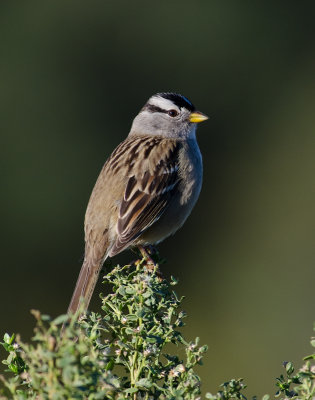 Chap. 11-22, White-crowned Sparrow