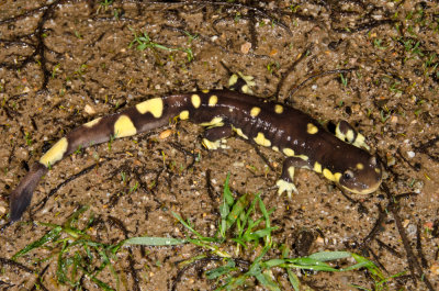 Chap. 9-38, Calif. Tiger Salamander male-3