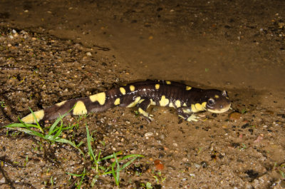 Calif. Tiger Salamander male-4