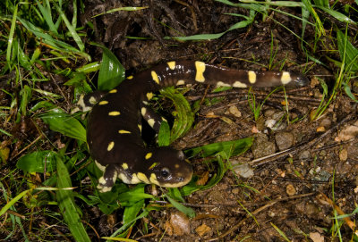Calif. Tiger Salamander female