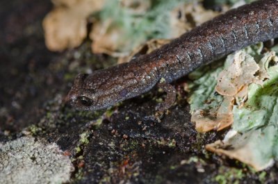 Batrachoseps nigriventris, Slender Salamander-4
