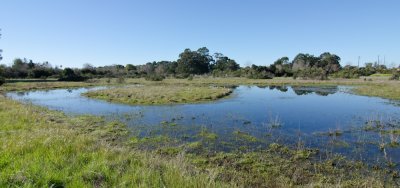 vernal-pool-2.jpg