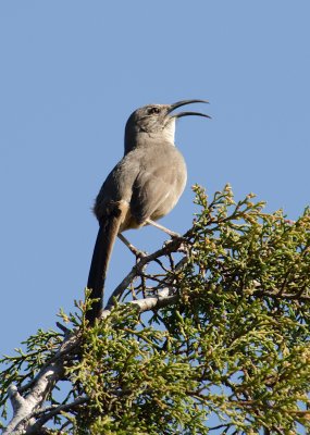 Chap. 6-43, California Thrasher