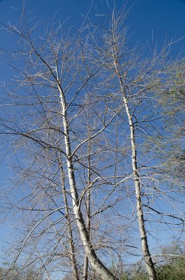Sycamore-1.jpg