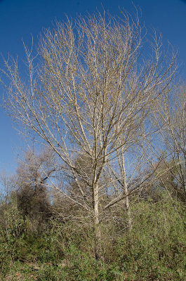Cottonwood.jpg