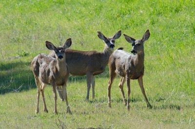 Chap. 7-17, (Valley Oak) Mule Deer