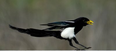 Chap. 7-15, (Valley Oak) Yellow-billed Magpie