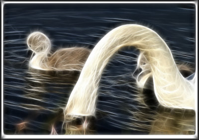 Swan 2  2.jpg