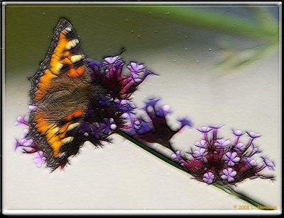 Butterfly 1.jpg