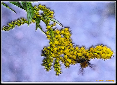 Bee-on-yellow frac moti.jpg