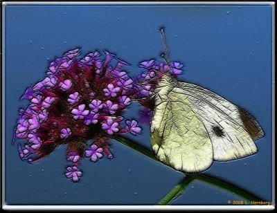 Butterfly 7-2 frac moti.jpg