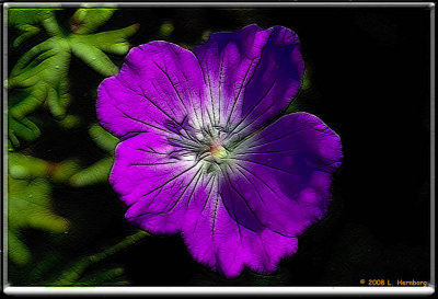 Flower 2 frac moti.jpg