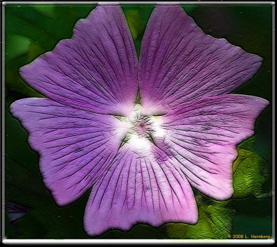 Flower-backlit frac moti.jpg