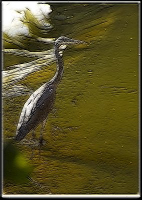 Grey Heron frac moti.jpg