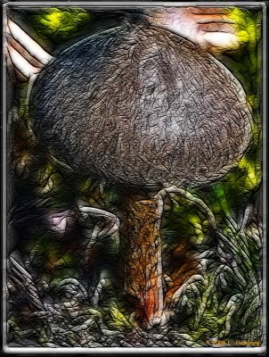 Mushroom frac moti 2.jpg
