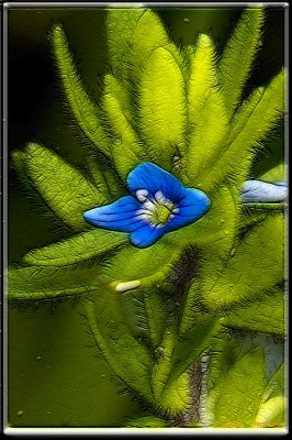 Small-Flower-2 frac moti.jpg