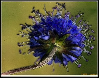 Small-Flower-7 frac moti.jpg