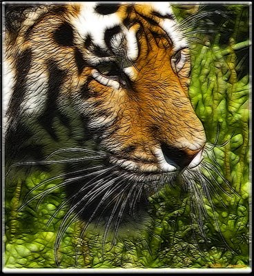 Tiger frac moti.jpg