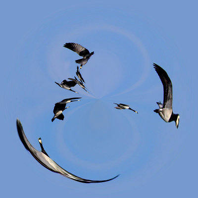 Birds in air AC.jpg