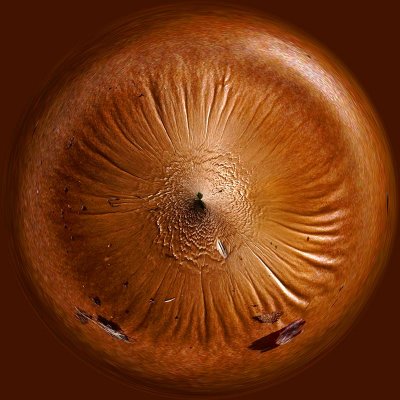 Mushroom AC.jpg