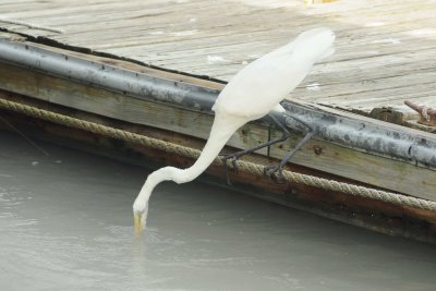 Madeira Beach _019.jpg
