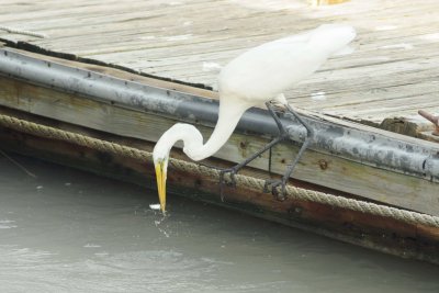 Madeira Beach _020.jpg