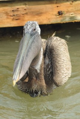 Madeira Beach _021.jpg