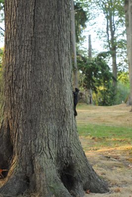 Stanley Park  _001.jpg
