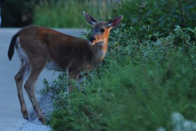 July 29, 2010 _046.jpg