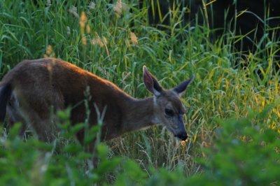 July 29, 2010 _047.jpg