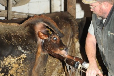 025.jpg  Bull Calf is Born...Merry Christmas!