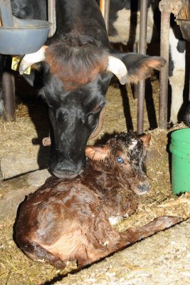 2010-12-25  Calf Birth
