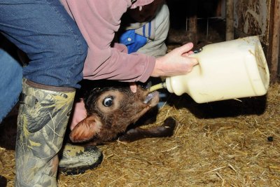 2010-12-25  Calf Birth