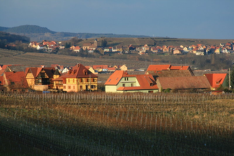 Itterswiller vineyard,  Alsace.