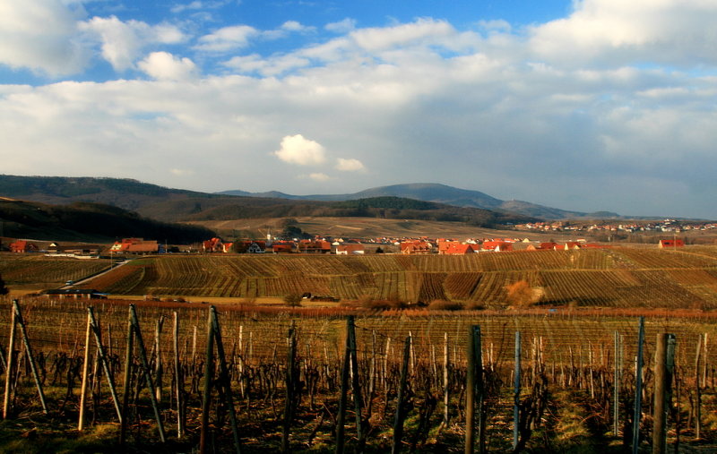 Blienschwiller  vineyard